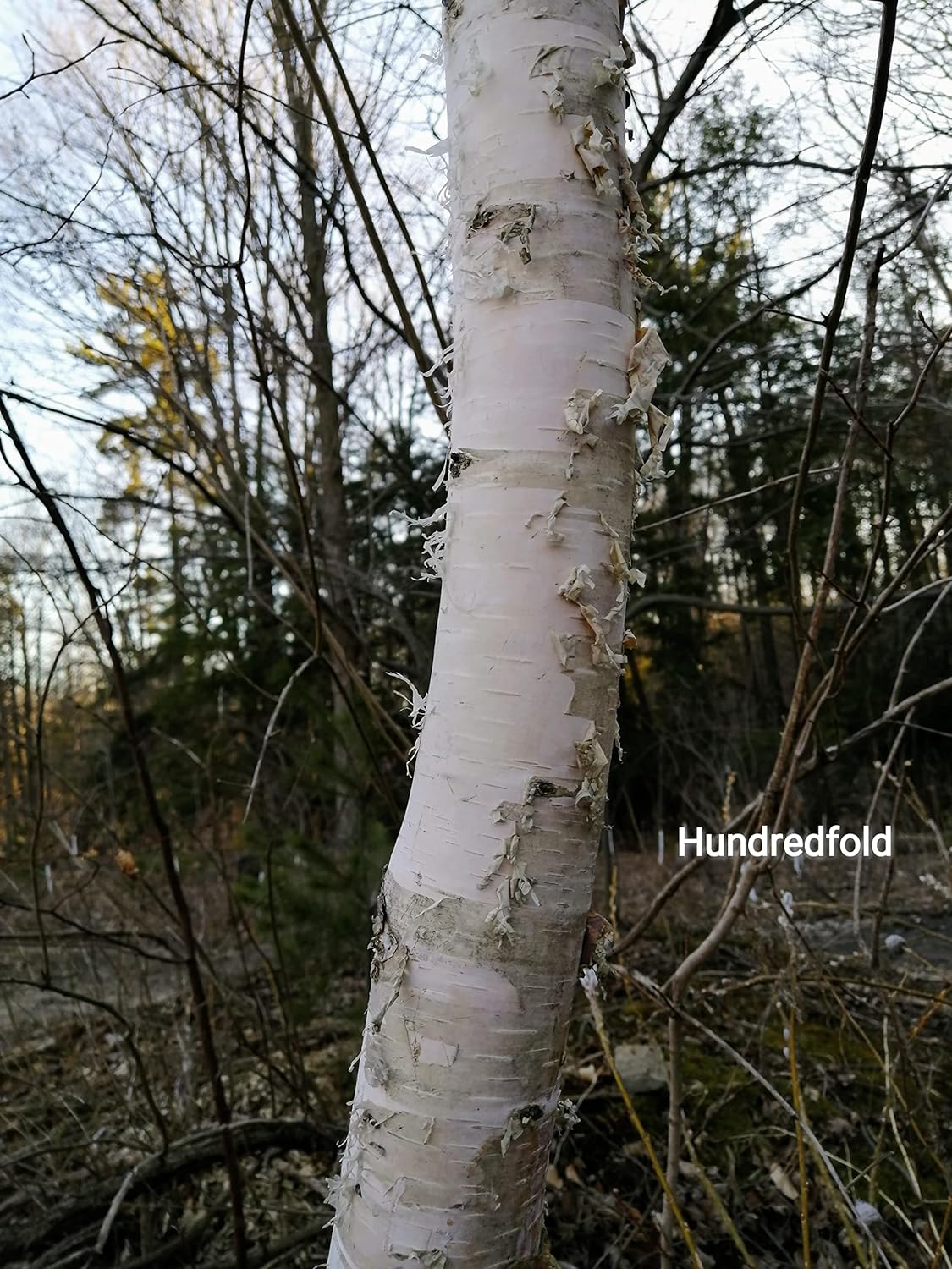 Bouleau à papier 50 graines - Betula papyrifera Bouleau blanc américain, bouleau à canoë Arbre indigène au Canada et aux États-Unis, excellent pour l'aménagement paysager et le reboisement 
