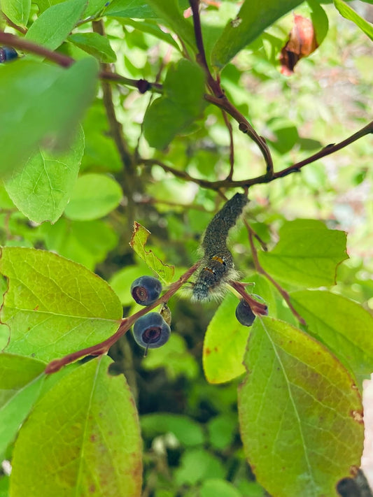 Mountain Huckleberry 20 Seeds - Vaccinium membranaceum Square-twig Blueberry, Big Huckleberry, British Colombia Native Fruit Shrub