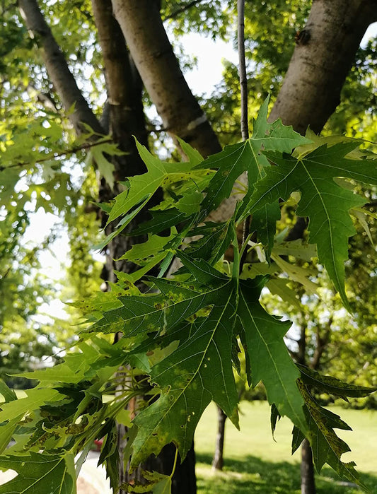 Silver Maple Tree Seeds by Hundredfold – 10-Pack | Acer saccharinum | Fast-Growing Native Canadian Tree for Shade & Beauty