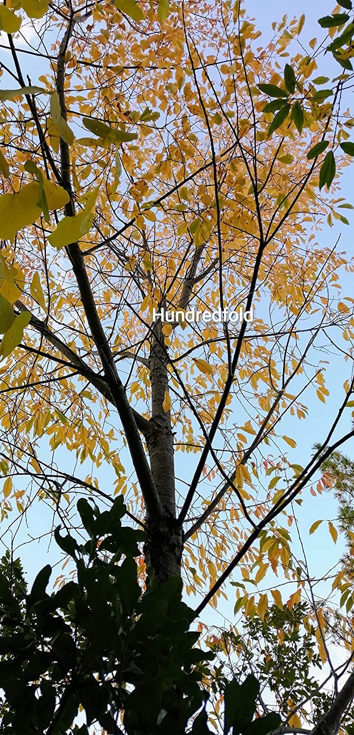 Hundredfold Black Cherry Tree 10 Seeds - Prunus serotina Canada Native Wild Black Cherry Rum Cherry, Producing Nice Fall Colors & Valuable Wood