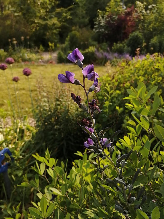 Fleur d'indigo sauvage bleu 30 graines - Baptisia Australis Fausse fleur indigo indigène des prairies 