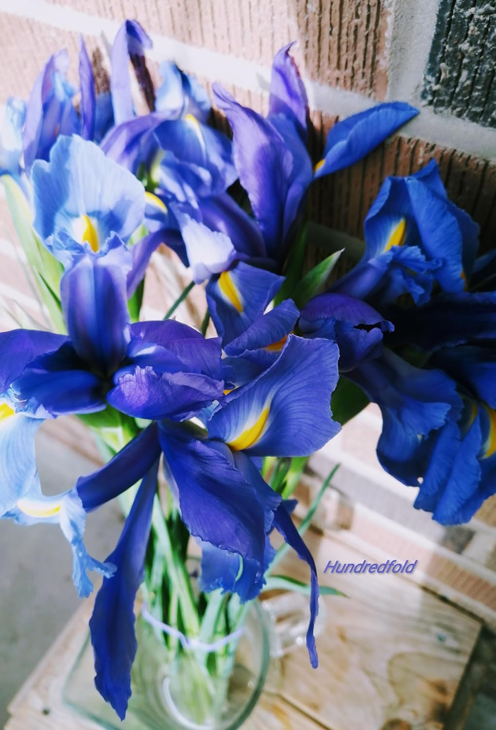 Hundredfold 20 Blue Flag Iris Wildflower Seeds – Iris versicolor Canada Native Flower, Large Blue Iris, Northern Blueflag, Excellent for Ponds and Bogs, Flower Beds and Borders
