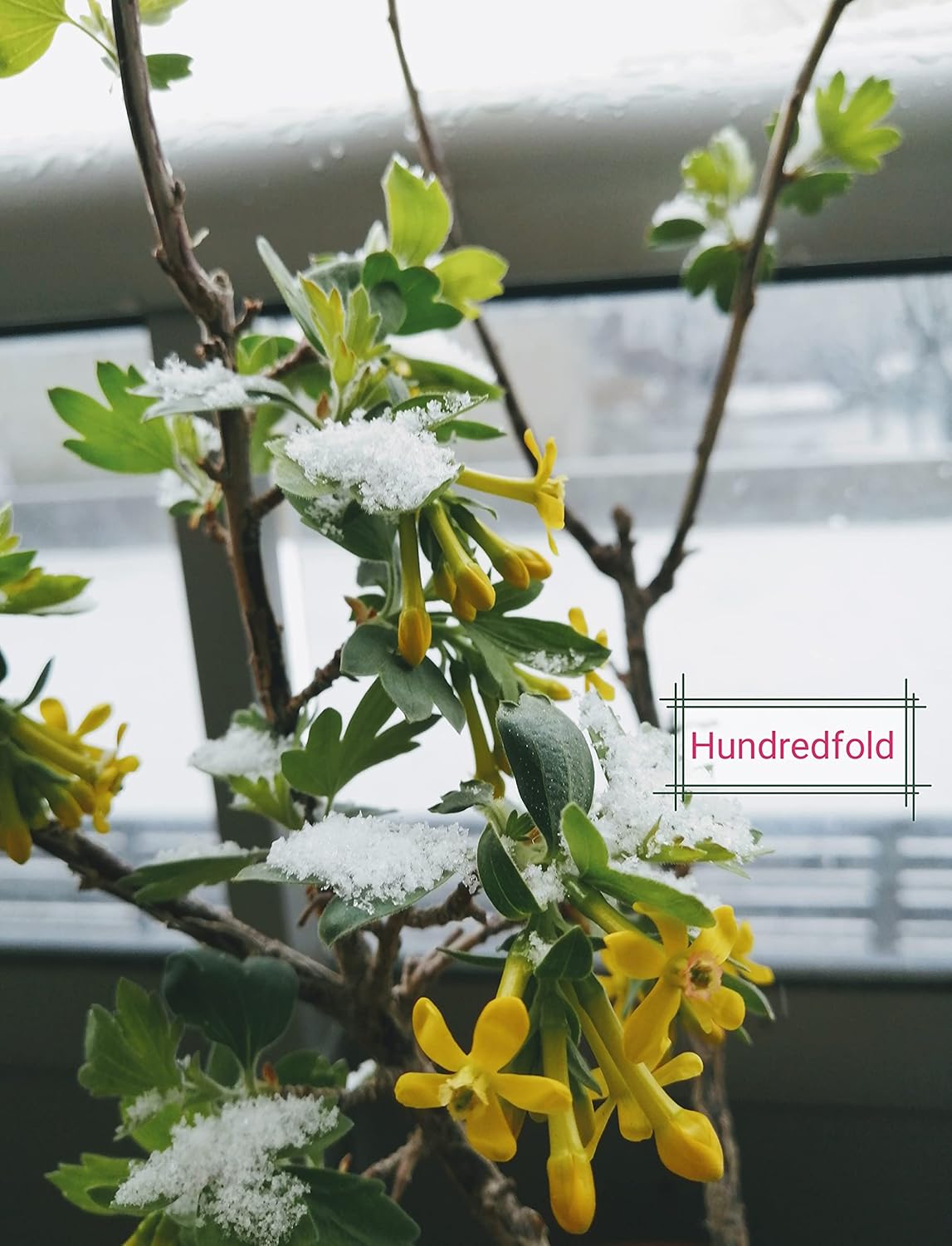 Golden Currant 20 Fruit Shrub Seeds - Ribes aureum Clove Current, Canada and USA Native, Produce Fragrant Flowers and Showy Fruits, Ornamental Bush | Hundredfold