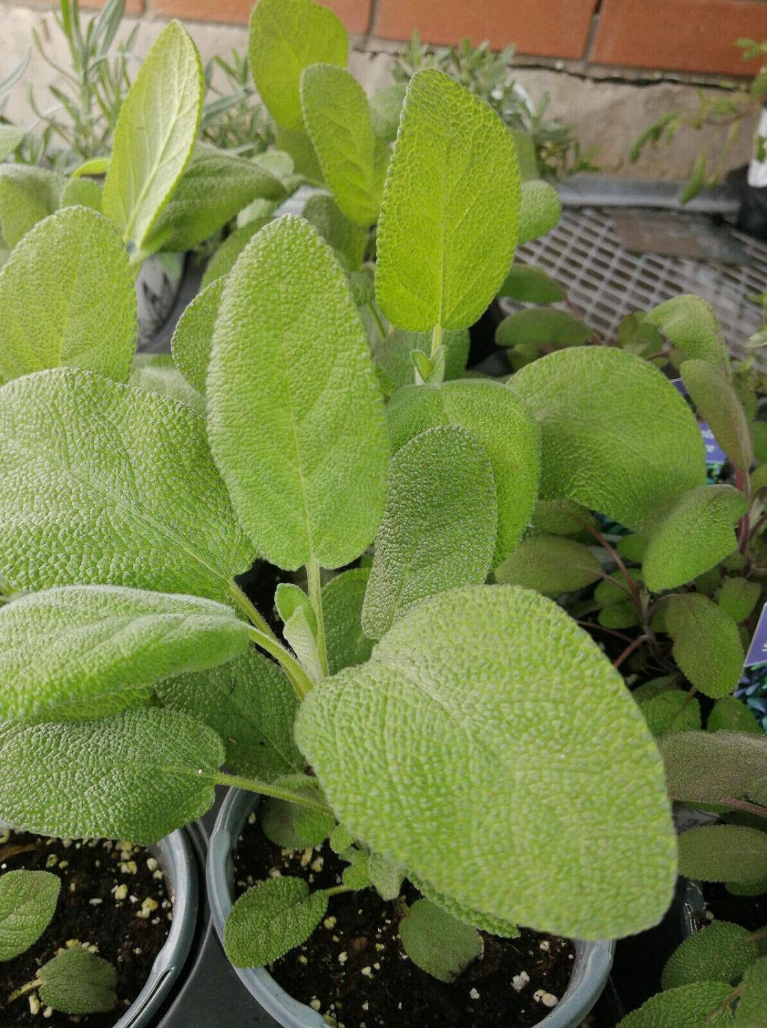 Sauge à feuilles larges centuples 100 graines d'herbes - Salvia officinalis Sauge de jardin non OGM, sauge commune 