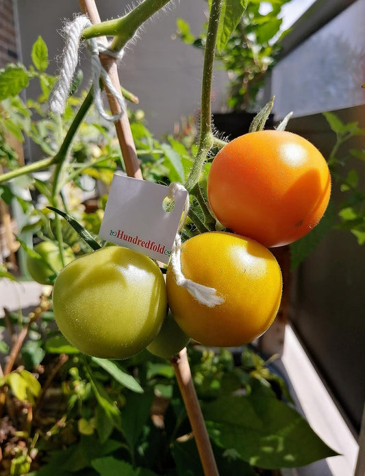 30 graines de tomates Jaune Flamme Slicer au centuple – Tomate à salade française sans OGM, très productive
