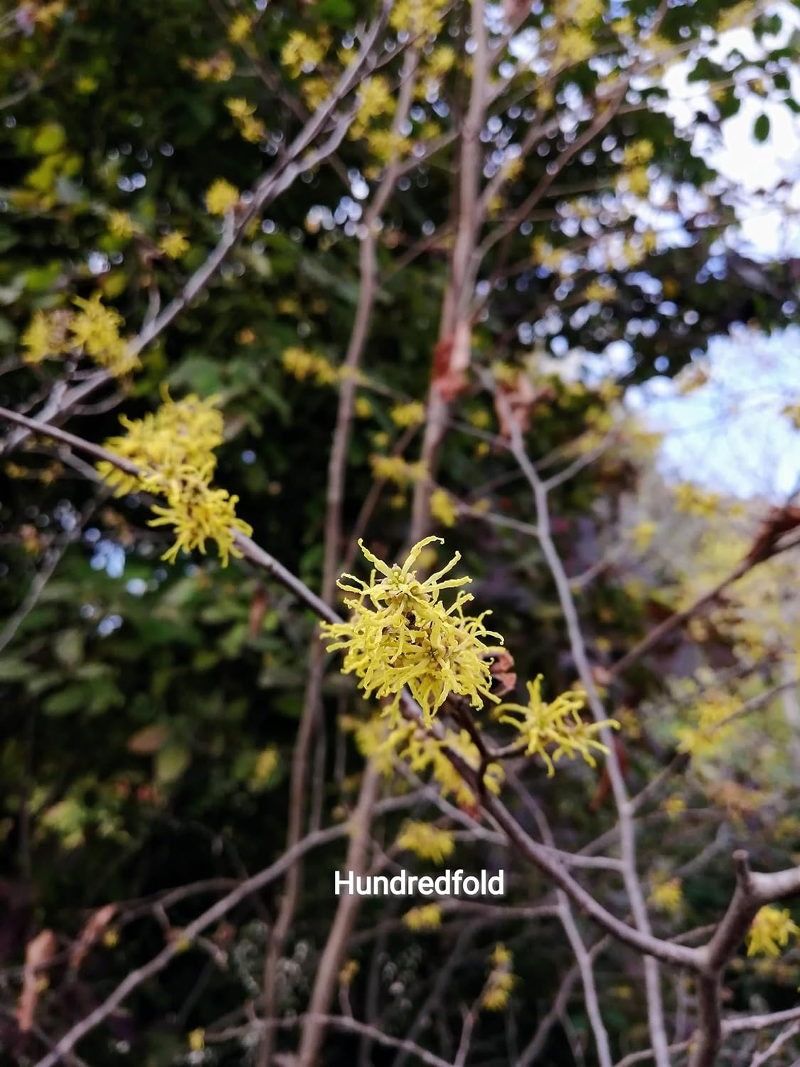 Hamamélis de Virginie, petit arbre à fleurs d'hiver centuples, 5 graines - Hamamelis virginiana Arbuste indigène de l'Ontario, Hamamélis d'Amérique, Noisetier cassant 