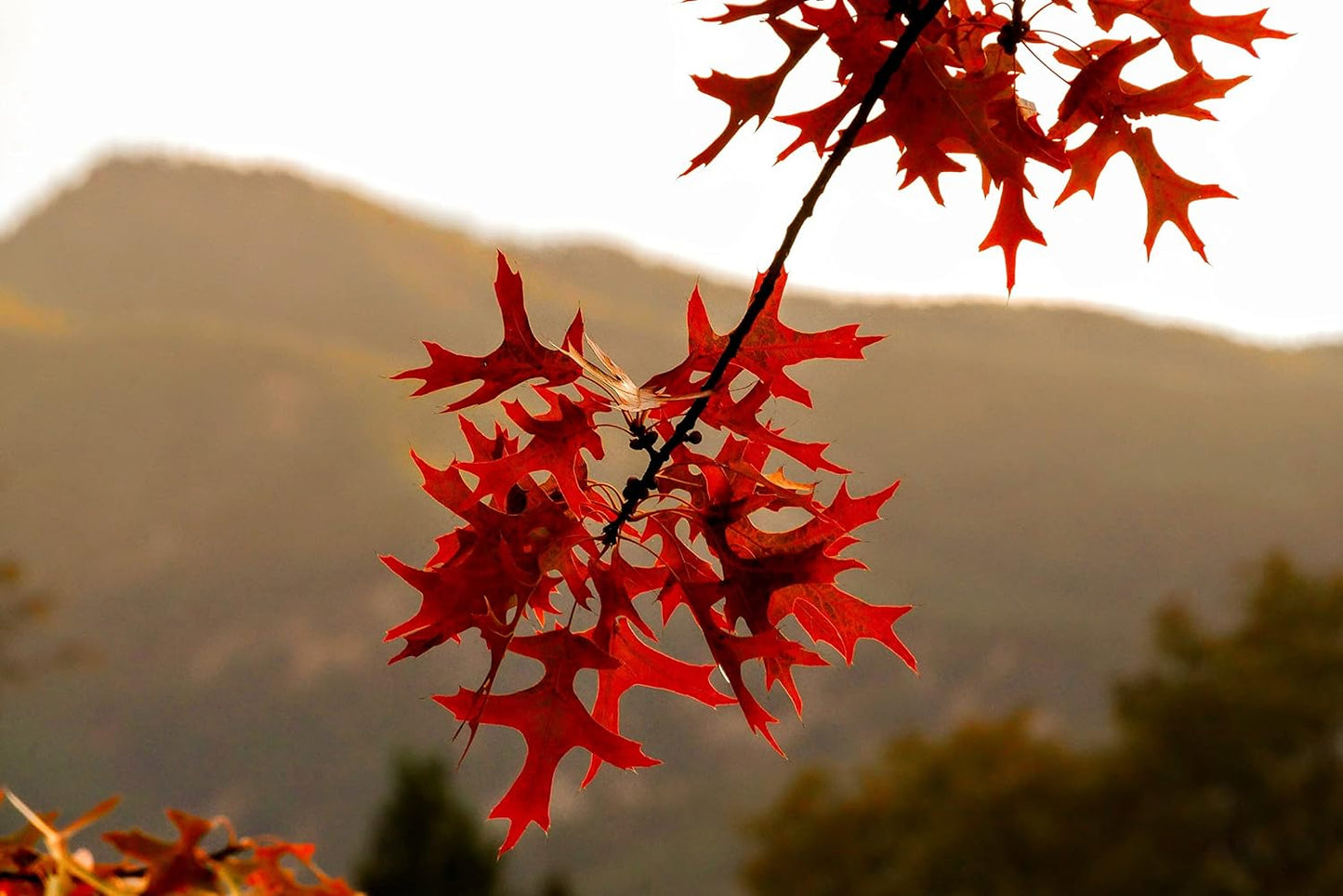 Hundredfold Pin Oak 3 Tree Nut Acorn Seeds - Quercus palustris North America Native, Swamp Spanish Oak, Medium Lawn Tree & Shade Tree, Beautiful Fall Color