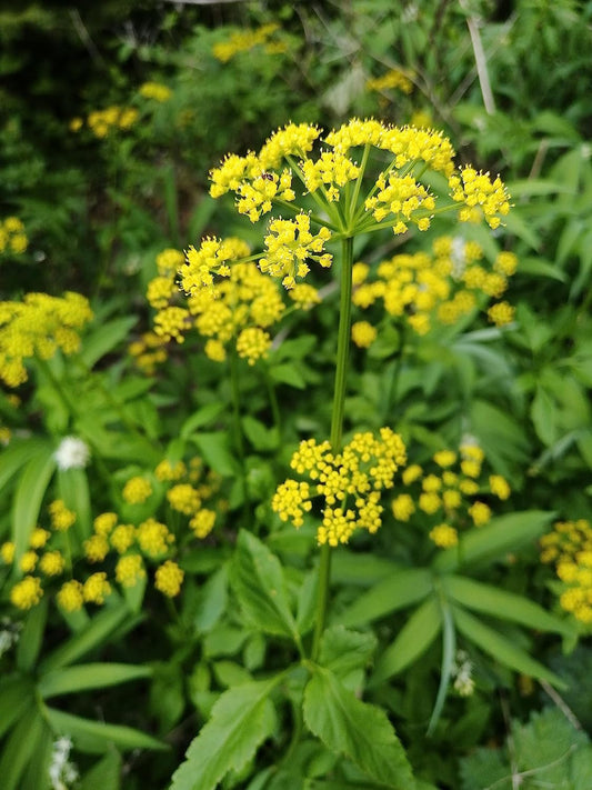 500 graines de Zizia Aurea - Zizia Aurea pour parterres de fleurs pollinisatrices ou jardins de campagne