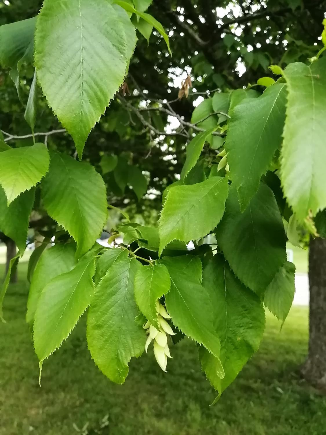 Hundredfold 10 Ironwood Tree Seeds - Ostrya virginiana Eastern Hop-Hornbeam Hophornbeam, Roughbark Ironwood Canada Native Tree, Excellent Firewood