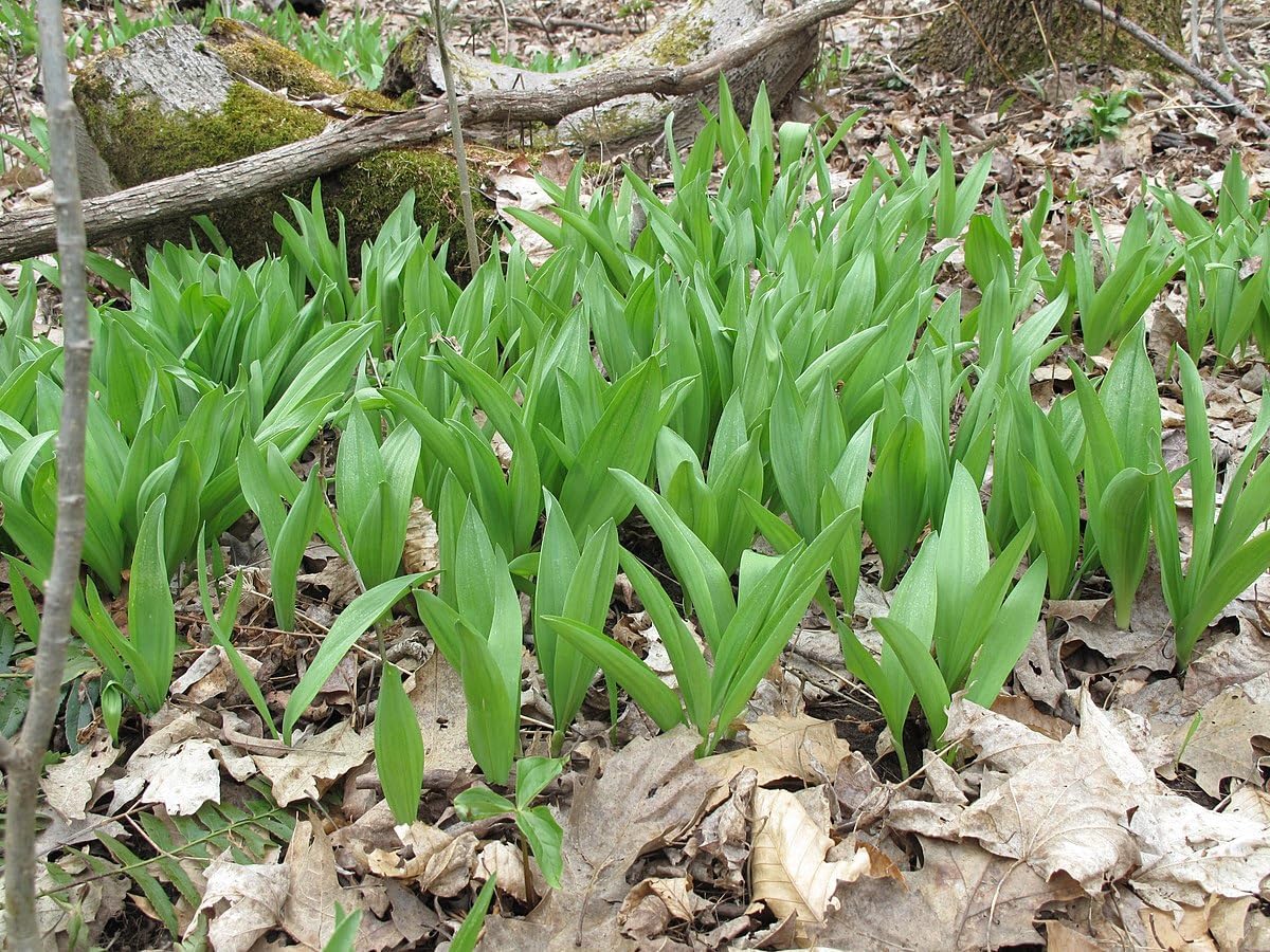Graines d'ail sauvage au centuple, Allium tricoccum 20 graines - Plante vivace indigène du Canada comestible couvre-sol forestier 