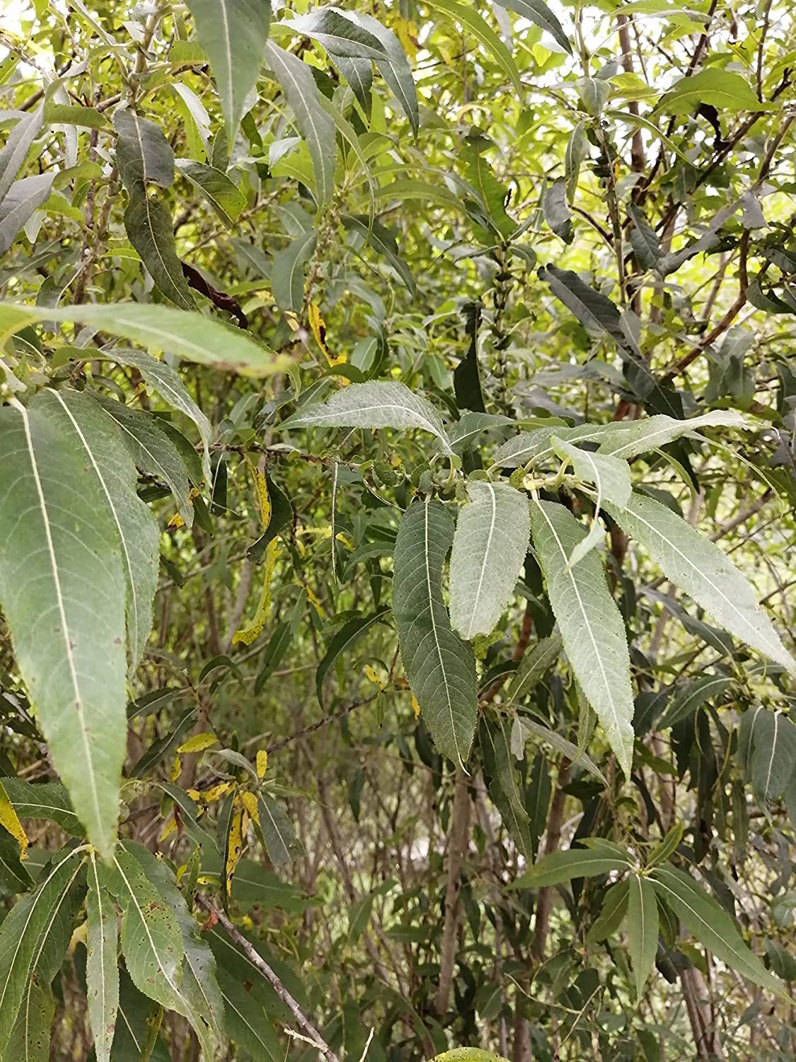 Saule noir centuple, 1 bouture - Arbre indigène de l'Ontario cultivé à racines nues, non mis en pot, sans terre, attire la faune et stabilise le sol, pour parcelle alimentaire et forêt alimentaire 
