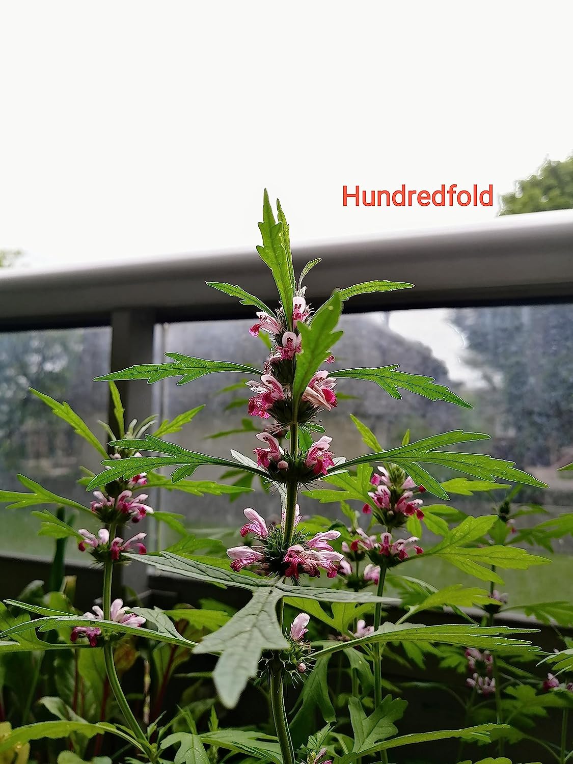 Hundredfold Siberian Motherwort 500 Herb Seeds - Leonurus Sibiricus Non-GMO Yi Mu Cao Medicinal and Ornamental Flowering Herb, Packed and Shipped in Canada