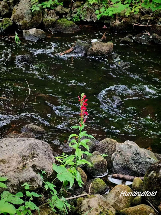 Solitary cardinal flower in full bloom beside a clear running creek in Southern Ontario, with green streamside vegetation in the background.
