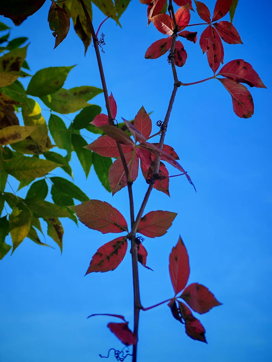 10 graines de vigne vierge Parthenocissus inserta Chèvrefeuille, vigne grimpante indigène du Canada 