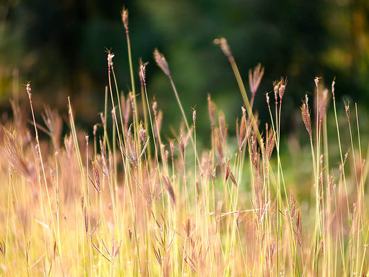 Graines de graminées à grosse tige bleue (227 g) au centuple - Andropogon gerardii Graminées ornementales à tige bleue, Turkeyfoot, attirent les oiseaux, sont appréciées pour les jardins indigènes et les prairies de fleurs sauvages Big bluestem 