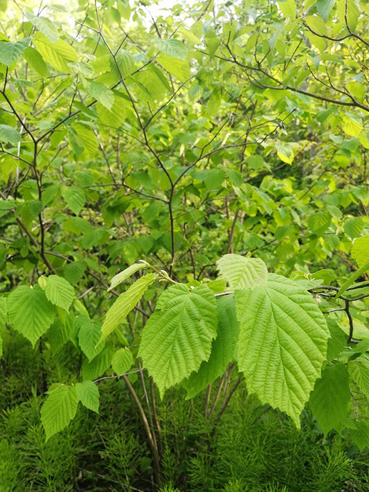 Hundredfold Cold-Hardy Hazelnut 4 Tree Seeds - Corylus Non-GMO Ontario Grown Filbert Nuts