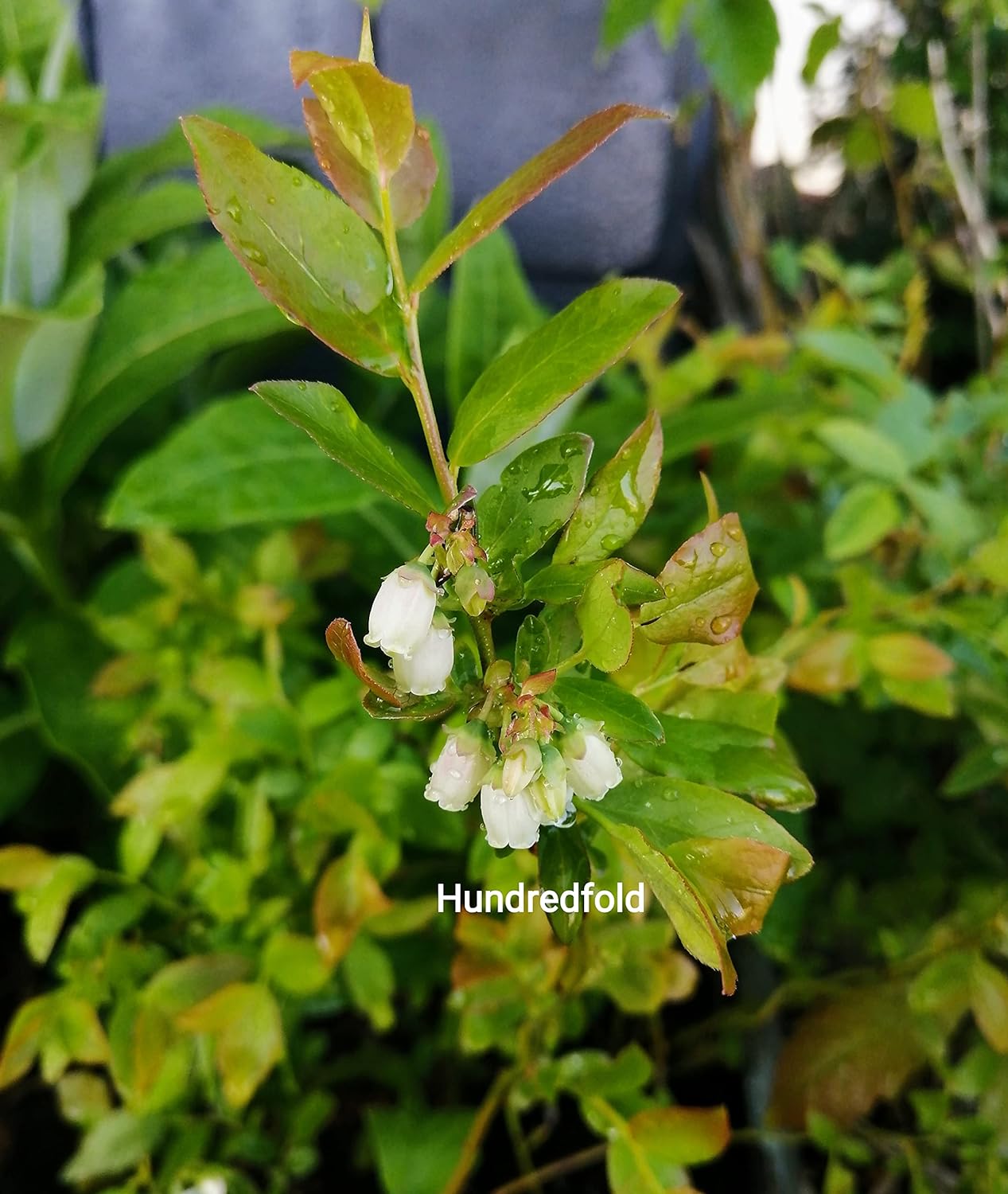 Hundredfold Lowbush Blueberry 1 Seedling - Vaccinium angustifolium Wild Blueberry Canada Native Fruit Shrub Bare Rooted Rare Root One Small Live Plant (No Pot), Produce Small But Tasty Berries