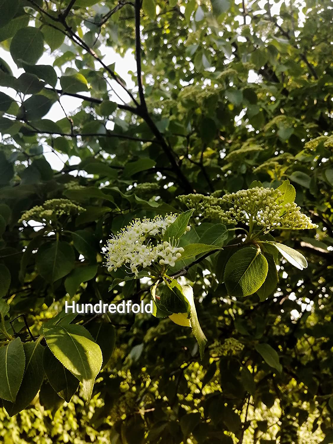 Hundredfold Nannyberry 10 Shrub/Small Tree Seeds - Viburnum lentago Non-GMO, Sweet Viburnum, Nanny Berry Sheepberry, Canada Native, for Edible Landscaping & Food Plot