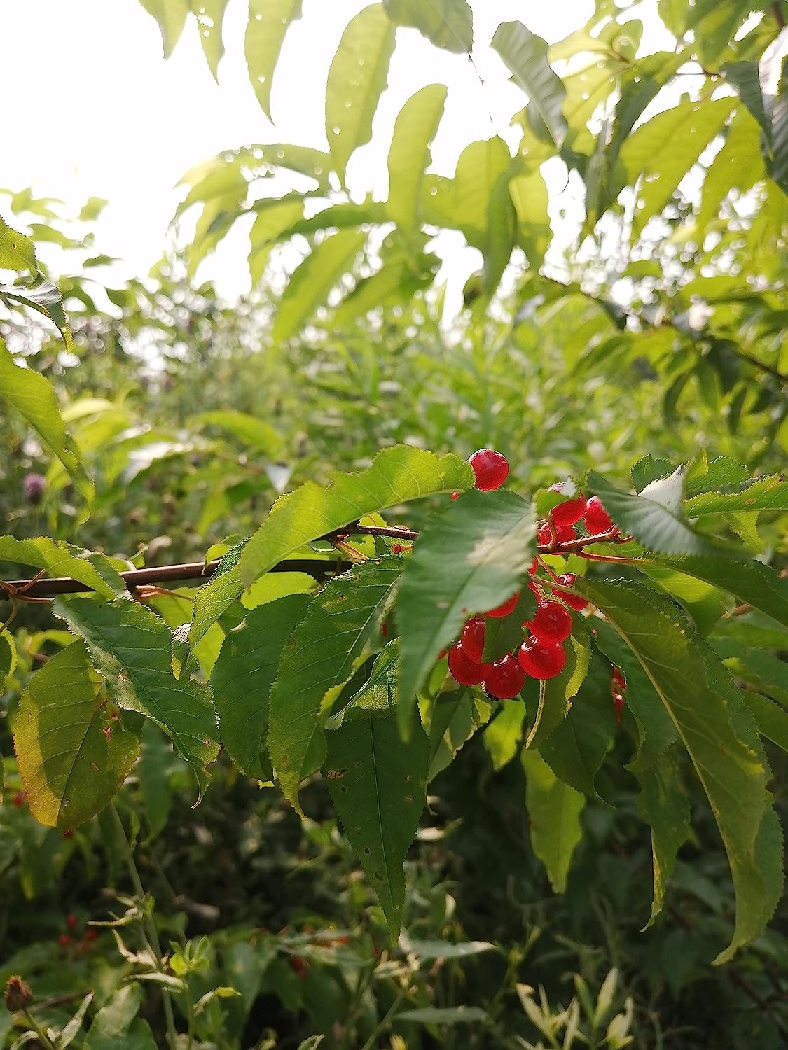 Hundredfold  Pin Cherry 10 Pin Cherry Seeds- Prunus pensylvanica Bird Cherry Fire Cherry Wild Cherry Canada Native Small Tree or Shrub