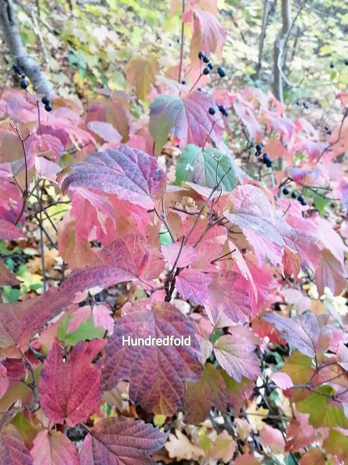 Hundredfold Mapleleaf Viburnum 5 Seeds – Viburnum acerifolium Maple-Leaf Arrowwood, Canada Native Shrub