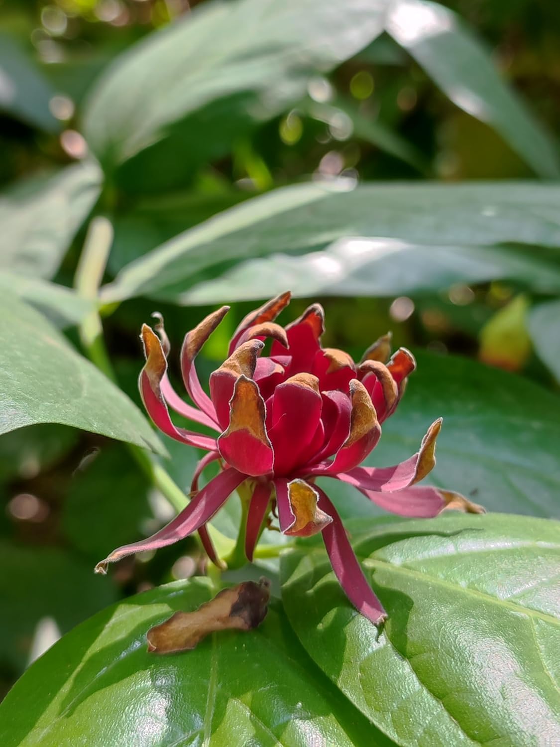 Piment de la Jamaïque de Caroline 10 graines - Calycanthus floridus Arbuste sucré de l'Est, fleurs parfumées qui attirent les abeilles et les papillons, planté comme spécimen ou haie de protection 