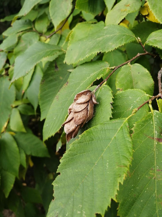 Hundredfold 10 Ironwood Tree Seeds - Ostrya virginiana Eastern Hop-Hornbeam Hophornbeam, Roughbark Ironwood Canada Native Tree, Excellent Firewood