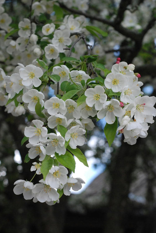 Hundredfold Pacific Crab Apple 5 Seeds - Malus Fusca Crab-Apple Canada Native Small Tree White Bloom & Edible Fruits