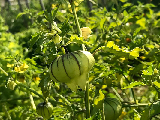 Hundredfold Organic Purple Blush Tomatillo 30 Vegetable Seeds – Non-GMO Physalis ixocarpa, Excellent for Salad, Sauce, and Salsa for Tortilla
