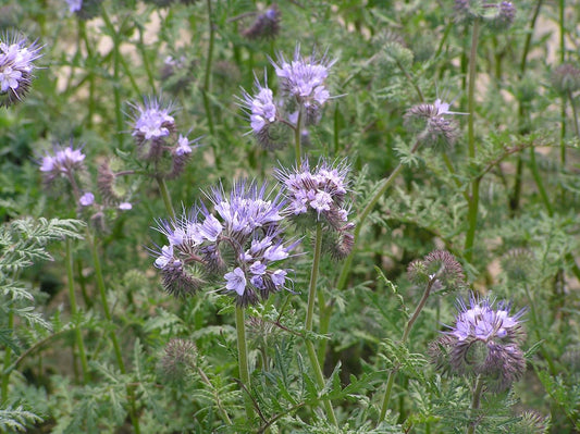 Lacy Phacelia 4lbs Seeds - Phacelia tanacetifolia Fiddleneck Purple Tansy Cover Crop High-yielding Honey Plant, Excellent for Bee Keeping and Orchards, Cover 0.5 Acre