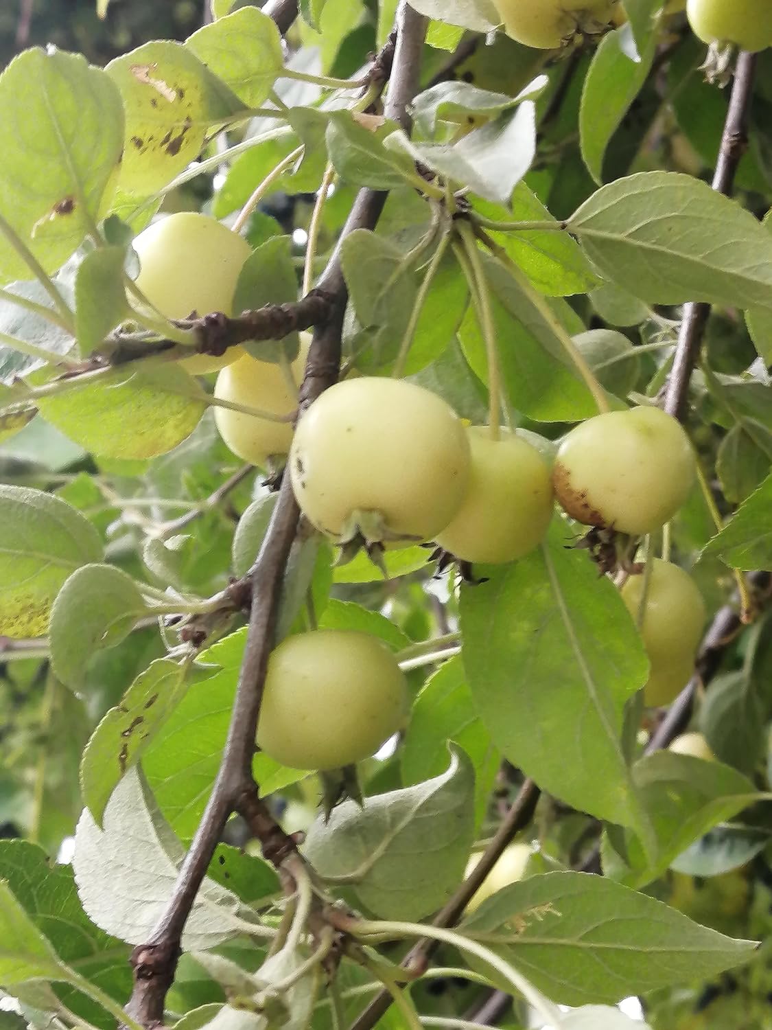 Mature Wild Crabapple Tree – Small Golden Fruits Hanging from Branches.
