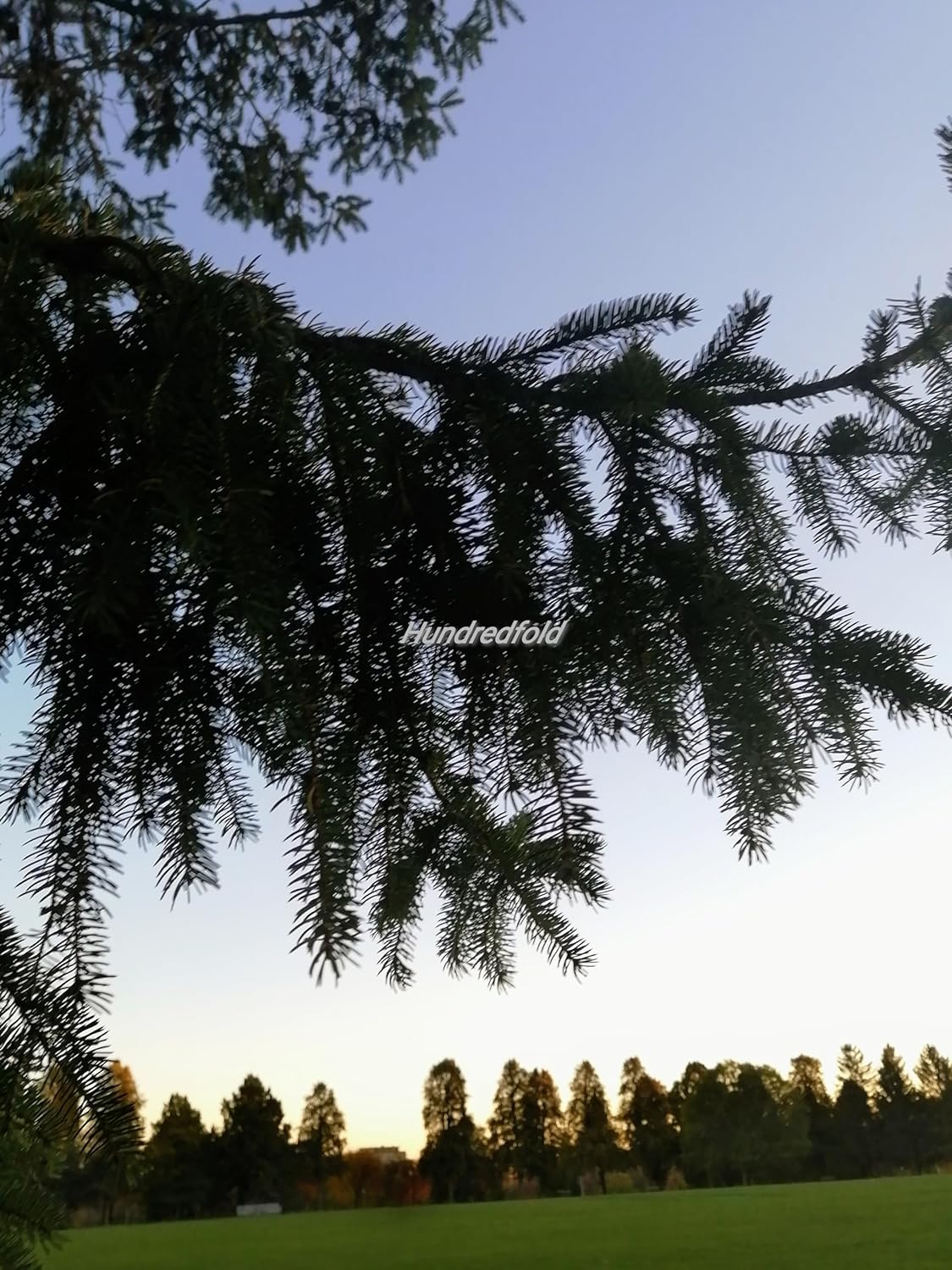 Épinette blanche centuple 30 graines – Picea glauca Arbre indigène du Canada, conifère à feuilles persistantes pour arbre de Noël ou bonsaï 