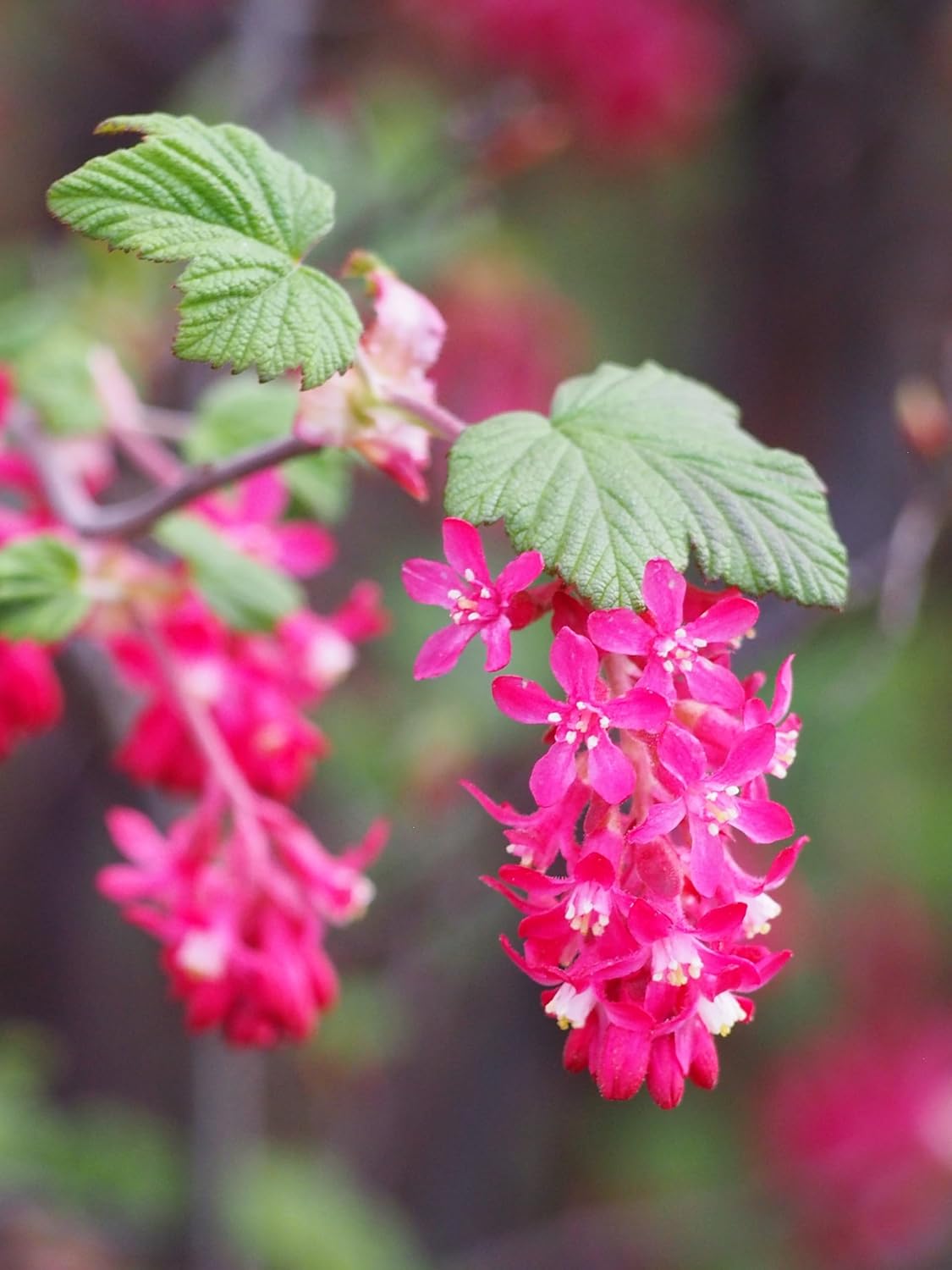 Red-Flowering Currant 20 Seeds - Ribes sanguineum Pink-Flowered Fruit Shrub, British Columbia Native Bush, Attract Hummingbirds, Butterflies & Bees