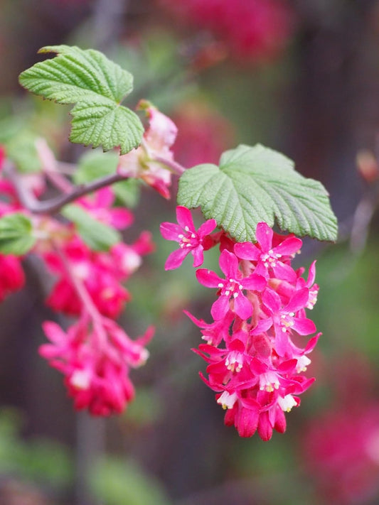Red-Flowering Currant 20 Seeds - Ribes sanguineum Pink-Flowered Fruit Shrub, British Columbia Native Bush, Attract Hummingbirds, Butterflies & Bees