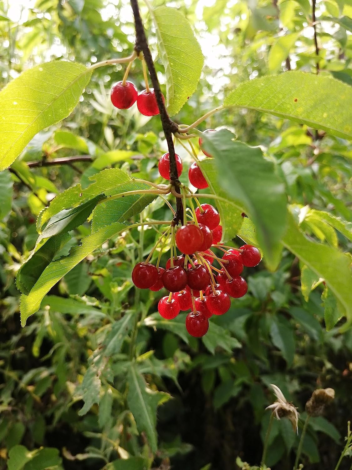 Hundredfold  Pin Cherry 10 Pin Cherry Seeds- Prunus pensylvanica Bird Cherry Fire Cherry Wild Cherry Canada Native Small Tree or Shrub