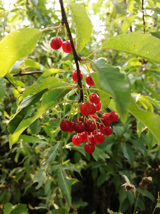 Cerisier à épingles centuple 10 graines de cerisier à épingles - Prunus pensylvanica Cerisier des oiseaux Cerisier de feu Cerisier sauvage Petit arbre ou arbuste indigène du Canada 