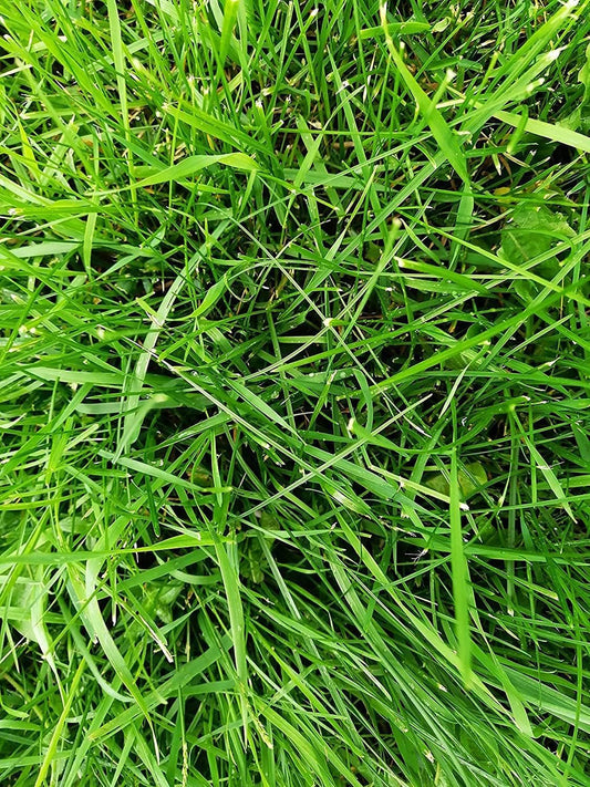 Graines de ray-grass vivace certifiées biologiques Hundredfold 2 lb (livres), graines pures sans remplissage, Lolium perenne, ray-grass anglais ou d'hiver, graines de gazon canadien, couverture de 500 pieds carrés