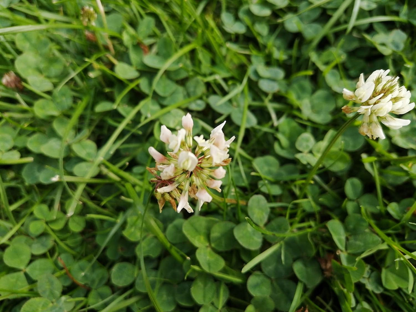 Graines de trèfle blanc hollandais au centuple 4 lb (1816 g) - Trifolium repens Légumineuse vivace, culture de couverture, couvre-sol, engrais vert, pâturage, produit du Canada 