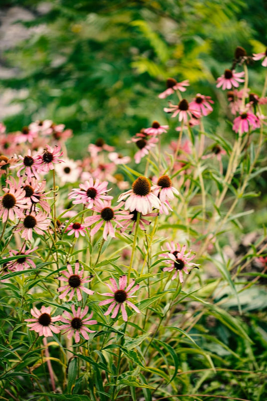 Échinacée pourpre pâle centuple 100 graines - Echinacea pallida Fleur sauvage indigène de l'Ontario, pour les prairies, les jardins de campagne et la restauration 