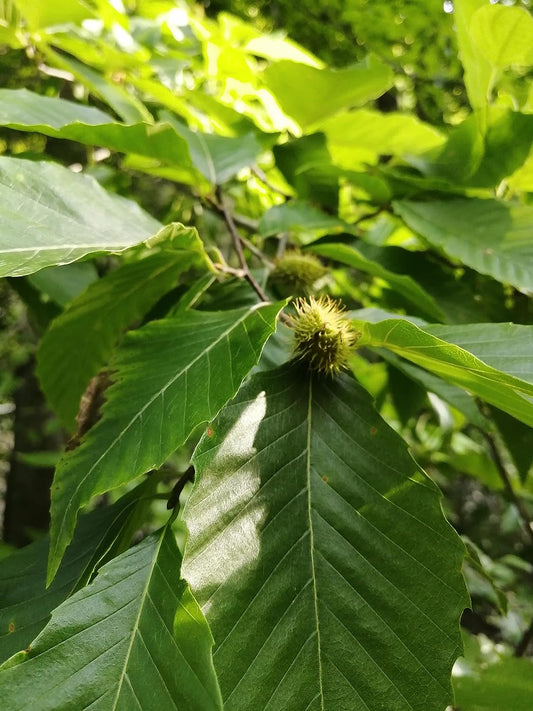 Hundredfold American Beech 5 Seeds - Fagus grandifolia Canada Native Nut Tree Red Beech, Love-lived Shade Tree with Edible Nuts