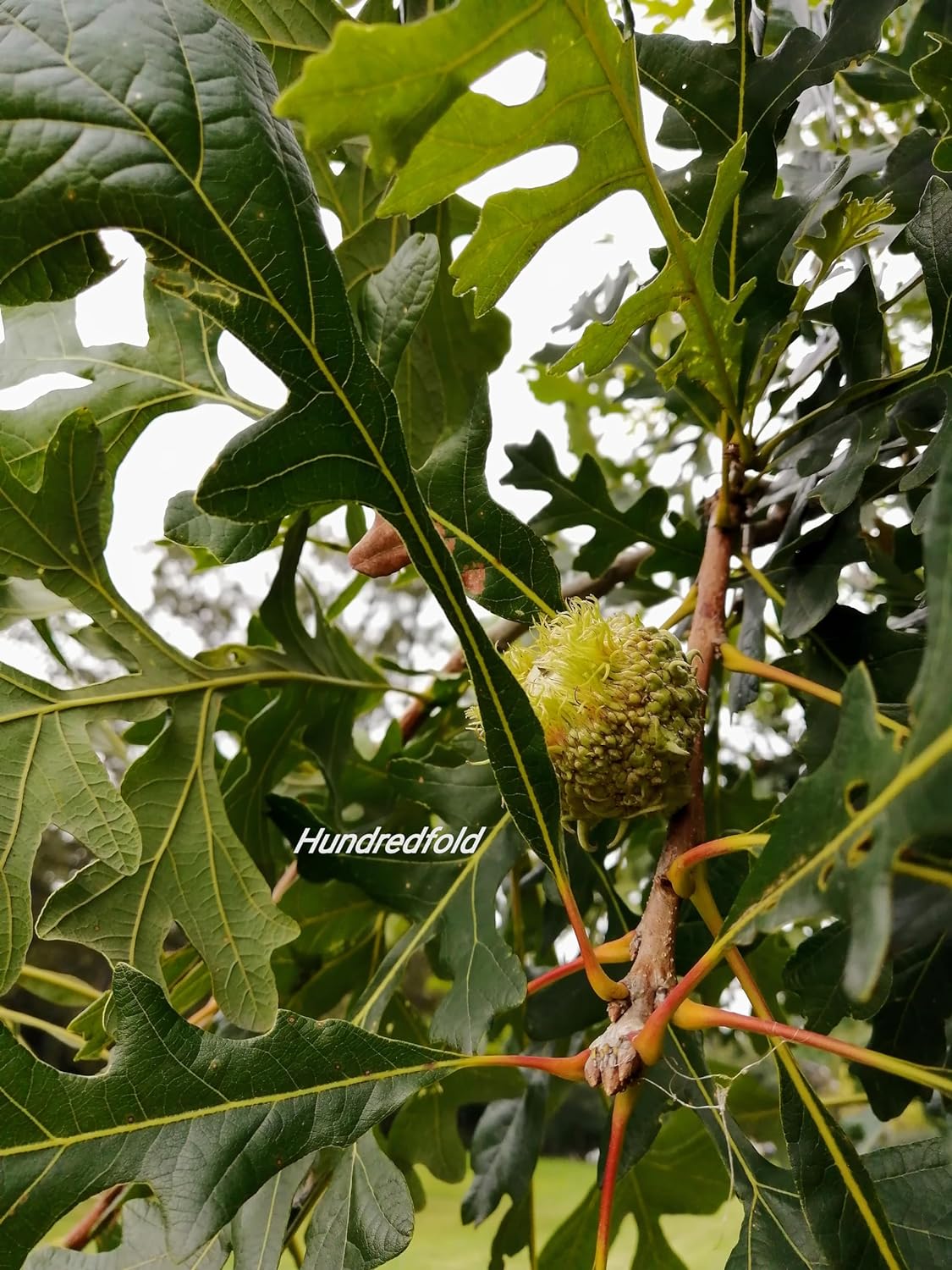Quercus macrocarpa, chêne blanc à coupe moussue, 1 petit plant - Quercus macrocarpa, indigène d'Amérique du Nord, grand spécimen et arbre d'ombrage, cultivé en Ontario 