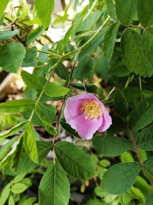 Rosier sauvage de l'Alberta (épineux) 1 bouture - Rosa acicularis Fleur sauvage indigène du Canada Racines nues Racines nues Une petite plante vivante (sans pot), produit des pousses de roses comestibles pour le thé et la confiture 