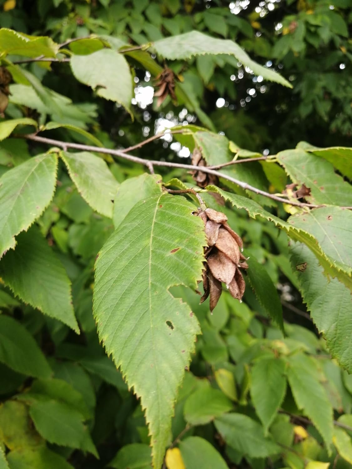Hundredfold 10 Ironwood Tree Seeds - Ostrya virginiana Eastern Hop-Hornbeam Hophornbeam, Roughbark Ironwood Canada Native Tree, Excellent Firewood