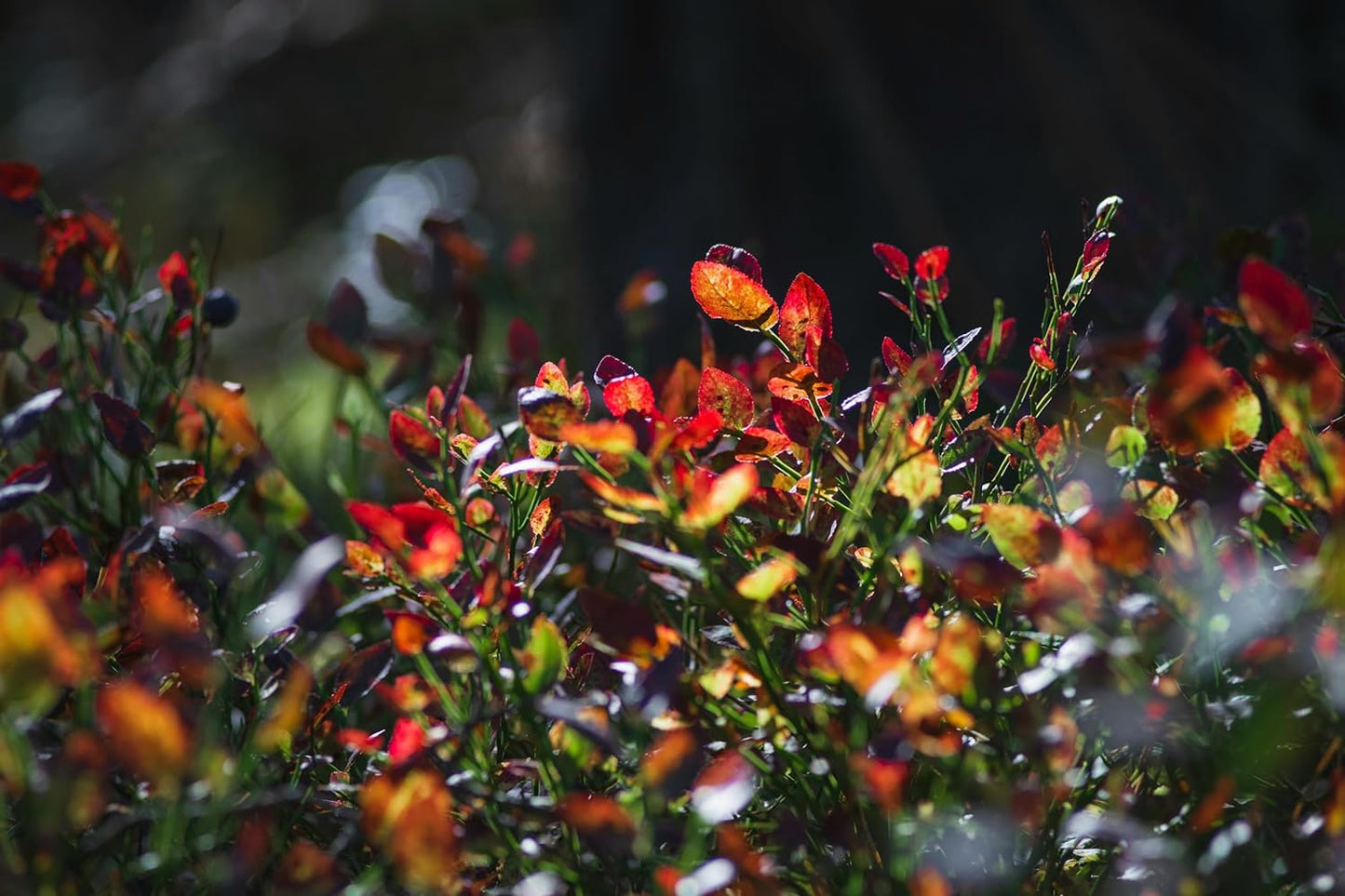 Airelle des montagnes 20 graines - Vaccinium membranaceum Myrtille à rameaux carrés, grosse airelle, arbuste fruitier indigène de Colombie-Britannique 