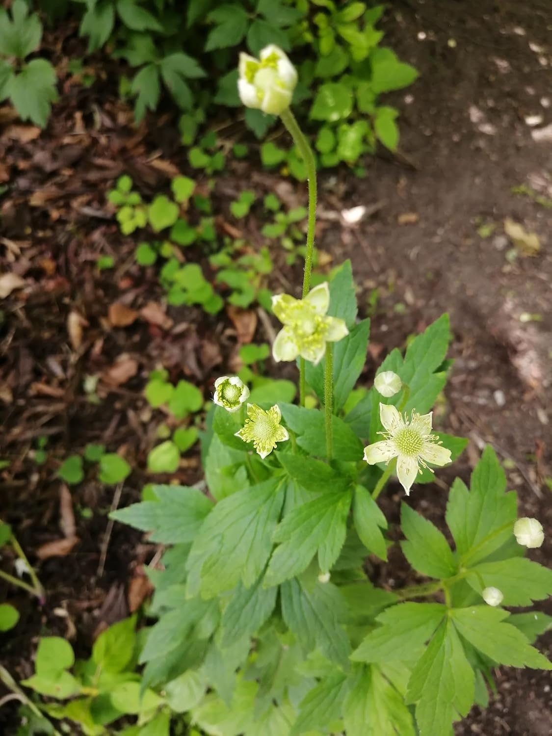 A close-up image of a Thimbleweed (Anemone virginiana) plant with green leaves and white flowers.