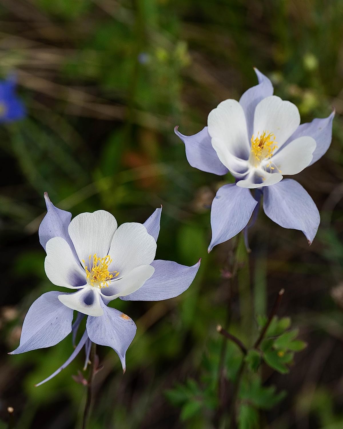 Ancolie bleue des montagnes Rocheuses au centuple 100 graines - Aquilegia caerulea Ancolie bleue des Alpes Fleur sauvage indigène de l'Ouest canadien Fleur sauvage 