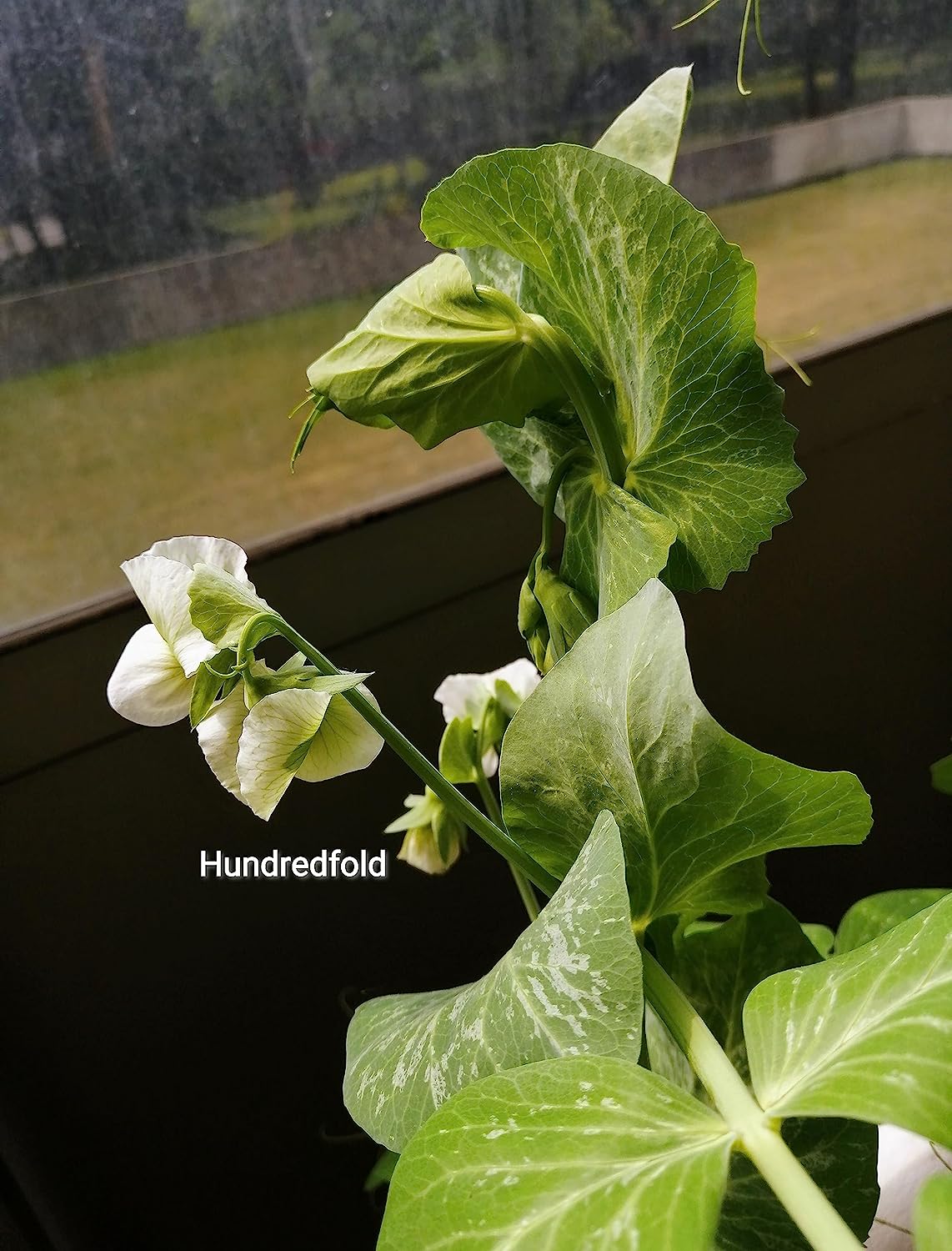 Hundredfold Oregon Giant Snow Pea 50 Vegetable Seeds - Pisum sativum Sweet & Crisp Pods