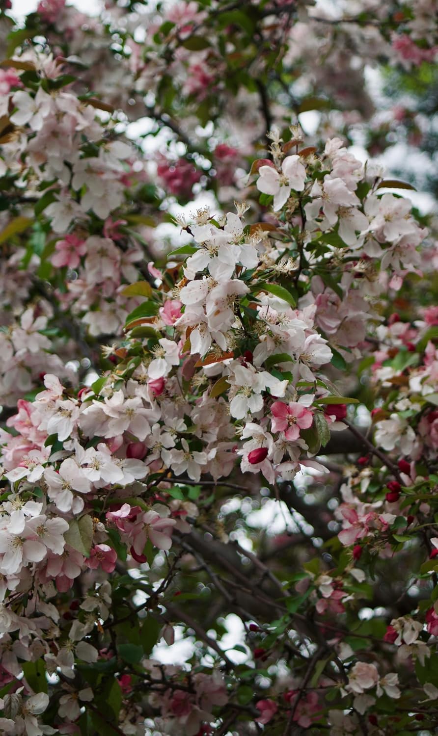 Pommetier des Prairies Pommetier de l'Ouest 10 graines Malus ioensis Pommetier de l'Iowa Pommier miniature, excellente plante spécimen et arbre de pelouse 