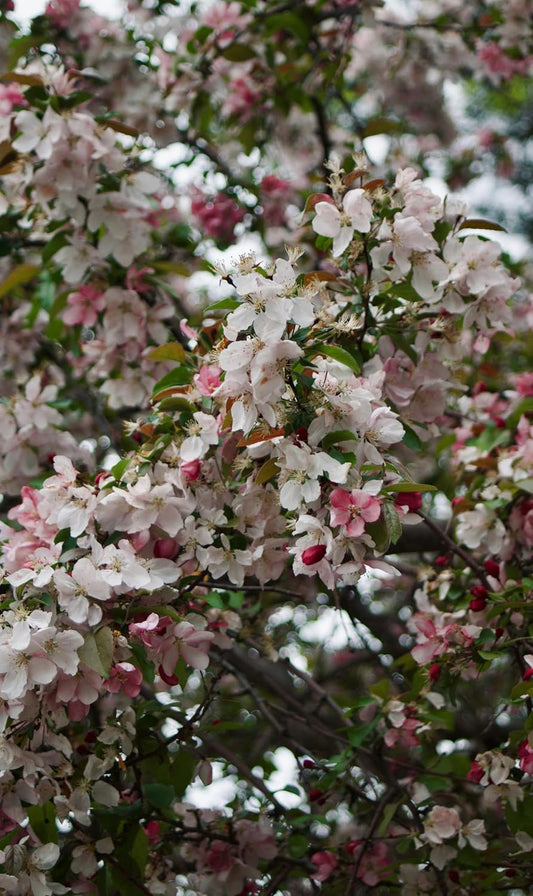 Prairie Crabapple Western Crab Apple 10 Seeds Malus ioensis Iowa Crabapple Miniature Apple Tree, Excellent Specimen Plant & Lawn Tree