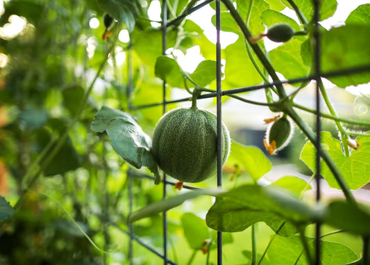 Graines de Melon Français Petit Gris de Rennes, Cantaloup Heirloom, 30 Graines 