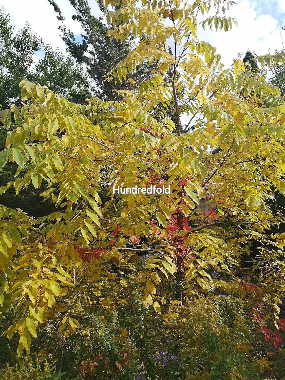 Graines d'arbre de noyer noir de 2 livres (LB), cultivées en Ontario, Juglans nigra, noyer noir de l'Est non décortiqué, arbre indigène du Canada 